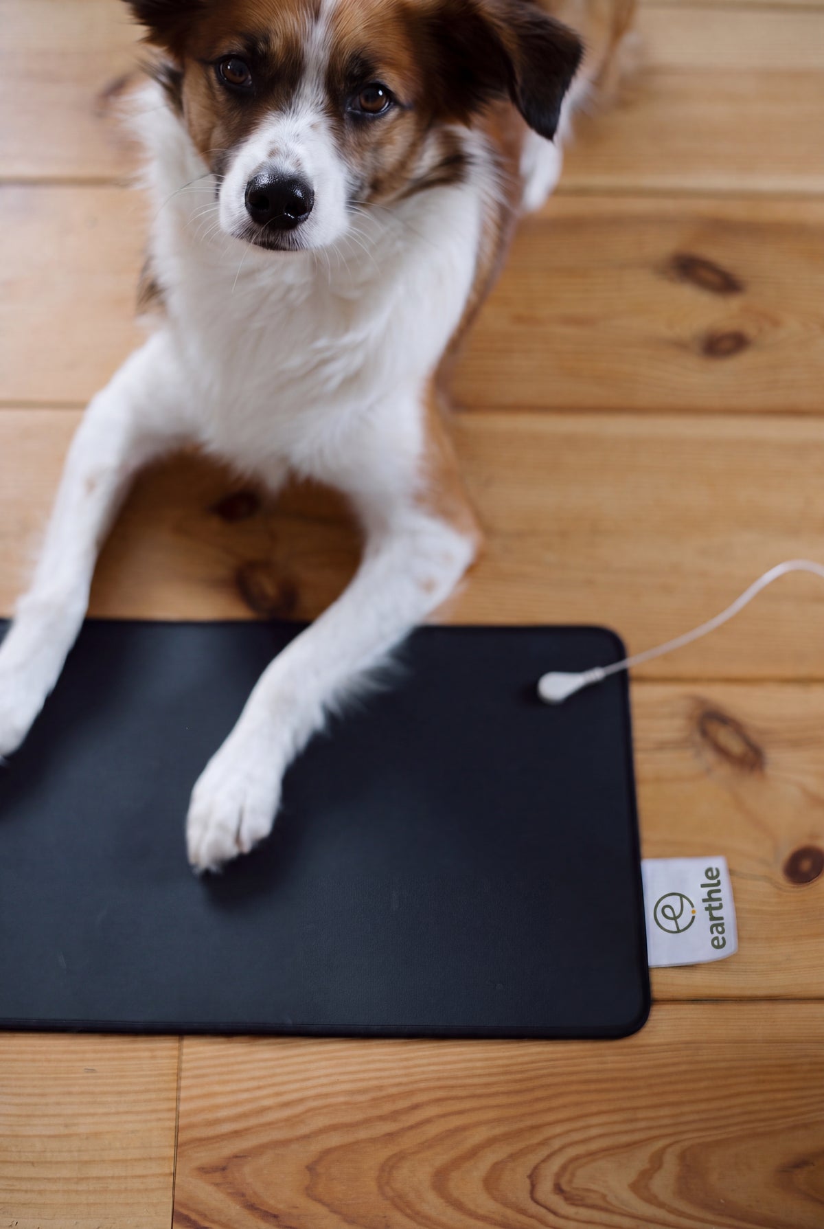 Hund med tassarna på Earthle jordningsskrivbordsmatta på ett trägolv