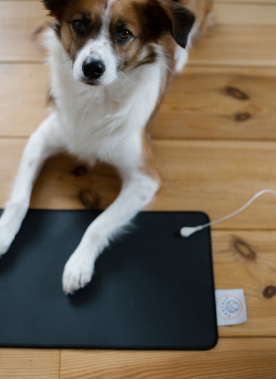 Aterrizaje y mascotas: la mejora de su salud y bienestar